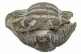 Bargain, Wide Enrolled Flexicalymene Trilobite - Mt Orab, Ohio #225000-1